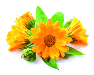 Calendula flower. Bouquet isolated on white background