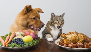 32612353 - dog and cat choosing meat versus veggies and fruits